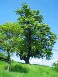 ltester Birnbaum Thringens - ca 300 Jahre alt oberhalb von Jenalbnitz