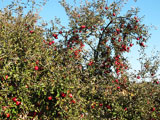 so viele Frchte an einem Baum - dieses Jahr ist ein Apfeljahr