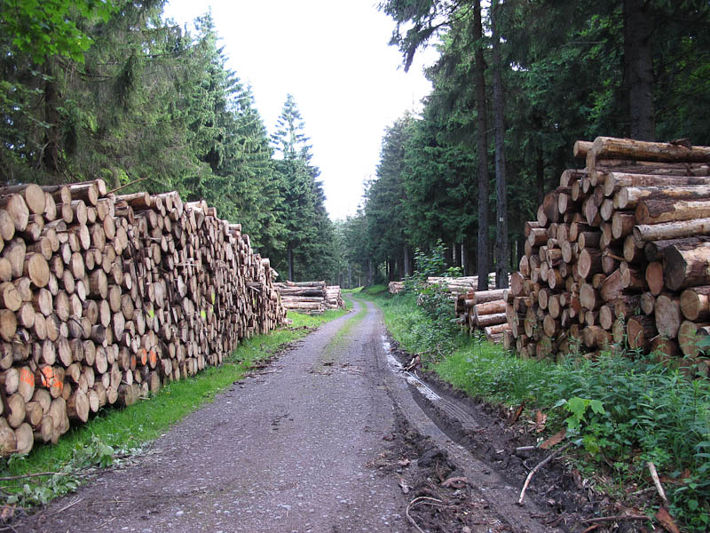 viel Holz wird z.Z. im Th?ringer Wald geschlagen