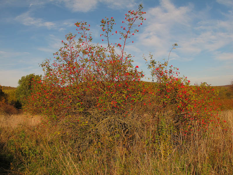?berall Farbe in der Natur im Herbst - auf dem Wildkatzenpfad