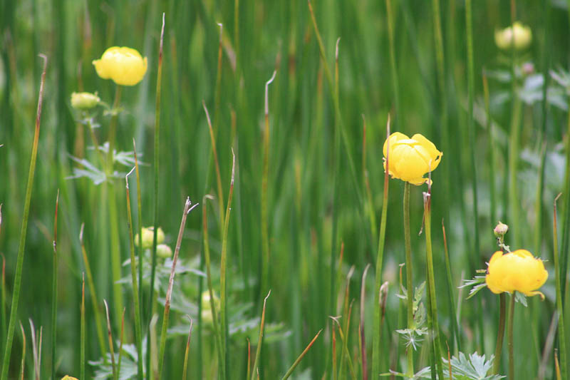 Trollblumen (Blume des Jahres 1994) im Moor der W?stung Quittendorf kurz vor Kleinbreitenbach