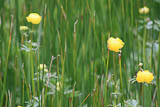 Trollblumen (Blume des Jahres 1994) im Moor der Wstung Quittendorf kurz vor Kleinbreitenbach