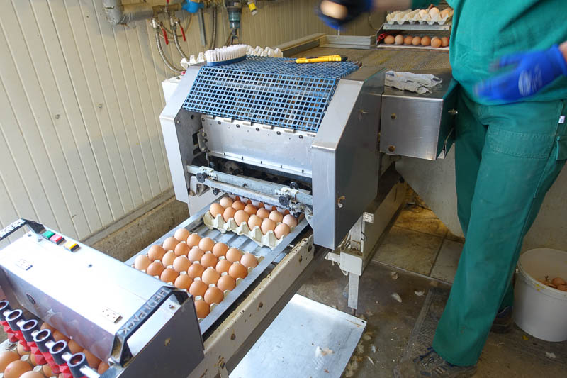 st?ndige Produktion der 1.200.000 Eier/Tag