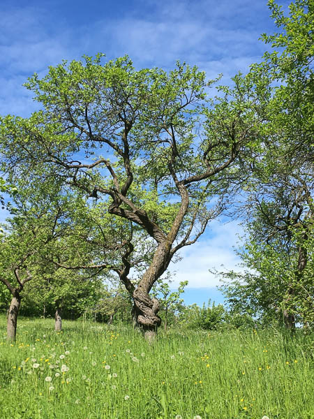 im Pflanzgarten von Belvedere - ein Mirabellen-Baum von 1916 - beachtlich!!