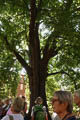 ein imposanter Baum - die 300 - jährige Linde im Kloster Drübeck (135K)