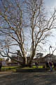 die 400 Jahre alte Platane auf dem Bahnhof Ronneburg. Ein gigantischer Baum!