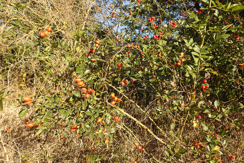 Herbstfrüchte am Radweg nach Schwerstedt verschönern die ausgeräumte Natur.