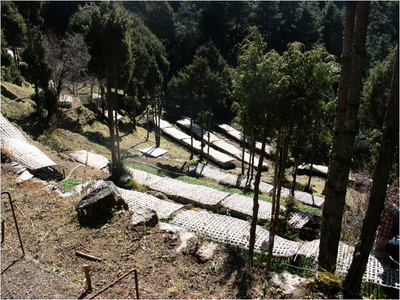 Baumschule der Hillary-Foundation.