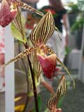ausgezeichnete Orchideen - Venusschuh