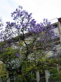 Jacaranda in vollster Blüte - nur im Frühjahr zu sehen