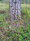 Moosbeere  (nicht Heidelbeere) im Hochmoor