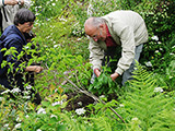 Fachleute pflanzen einen Gingko im Grundstck Sigmund Jhns