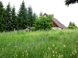 altes Aschberger Bauernhaus in Glockenblumenwiese