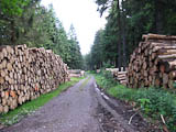 viel Holz wird z.Z. im Thringer Wald geschlagen