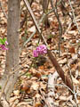 Seidelbast im Wald - erst kommen die Blüten, dann die Blätter und der Seidelbast ist kaum noch zu finden