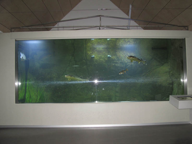 im gro?en Aquarium sind riesige Fisch zu besichtigen - und k?hl ist es auch!