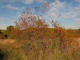 überall Farbe in der Natur im Herbst - auf dem Wildkatzenpfad