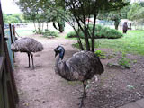 auch Emus haben ihren Auslauf