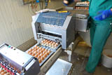ständige Produktion der 1.200.000 Eier/Tag