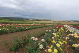 die herrliche Thueringer Landschaft um Bad Langensalza ist bunt durch die Rosenfelder
