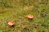 im Herbst sind diese Pilze Fotoobjekte!