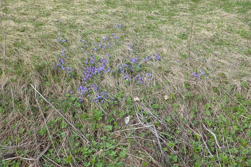 der Frühling bringt Farbe in die Winterwiesen!
