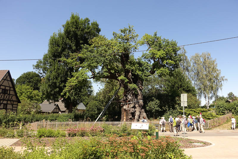 Ältester Baum in Thüringen - die 800- 1.000 jährige Stileiche in Nöbtenitz