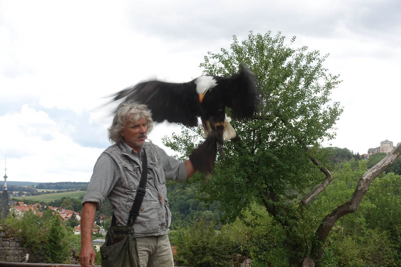 Der Falkner auf der Niederburg führt seine herrlichen Vögel vor!